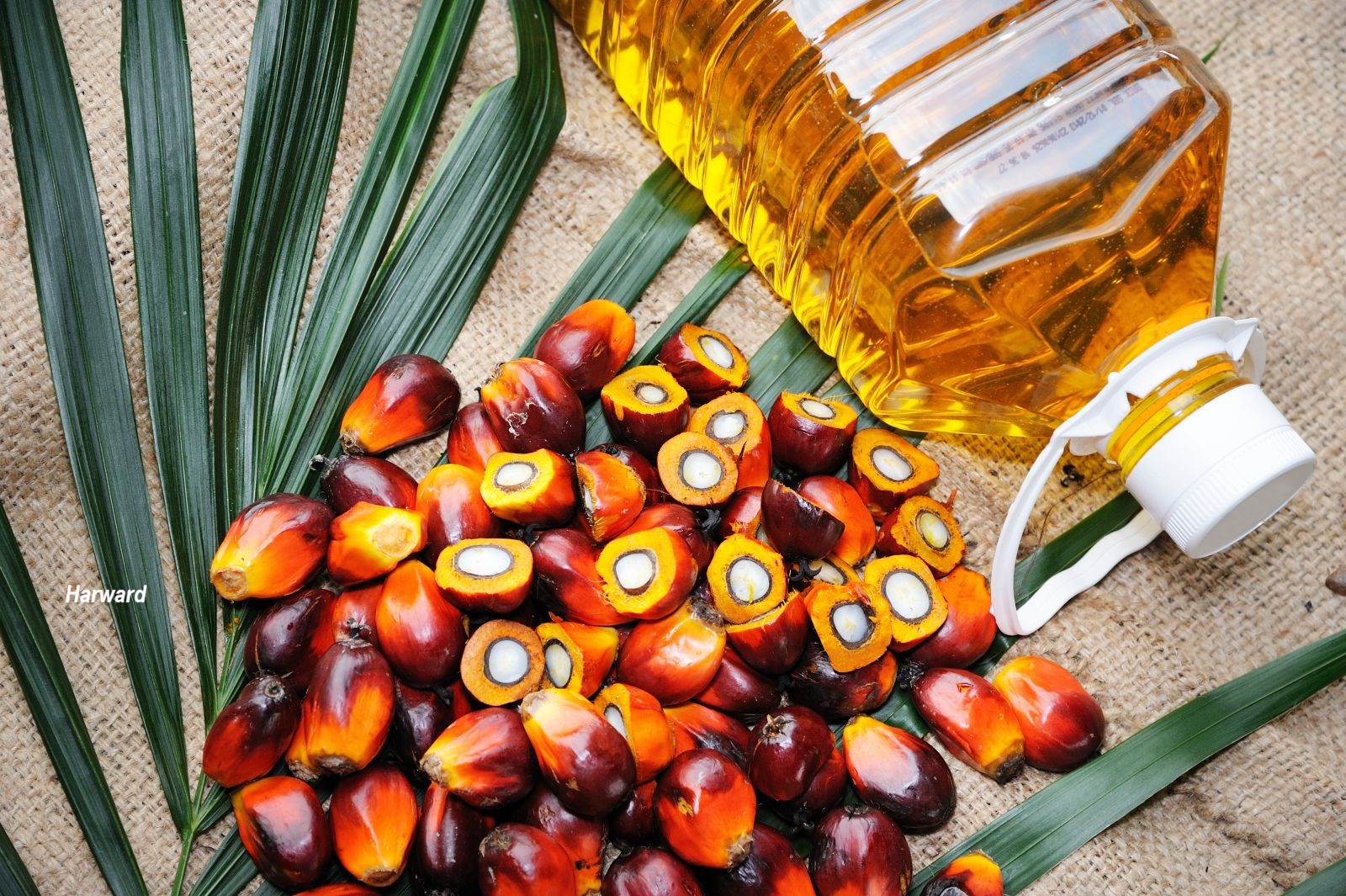 Cooking Oil